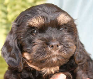 cavalier havanese mix puppies for sale
